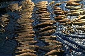 Chub carcasses found in 2017