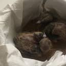 Soccoro dove squabs, day 6
