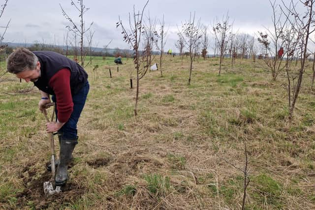 Local resident planting trees at Lace Hill, Buckingham