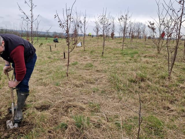 Local resident planting trees at Lace Hill, Buckingham