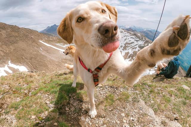 Holidays just aren't the same without the dogs! Animal News Agency