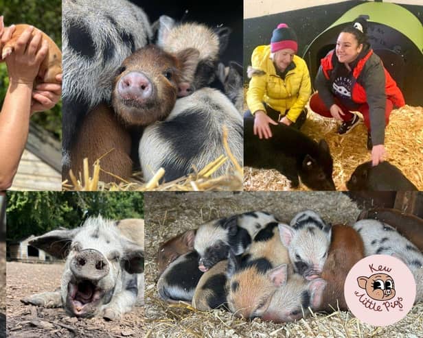 Olivia and Mary have come up with a Brexit-proof plan - Animal News Agency