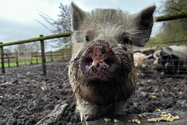 Henry has been dubbed the 'pigalo' by farm staff - Animal News Agency