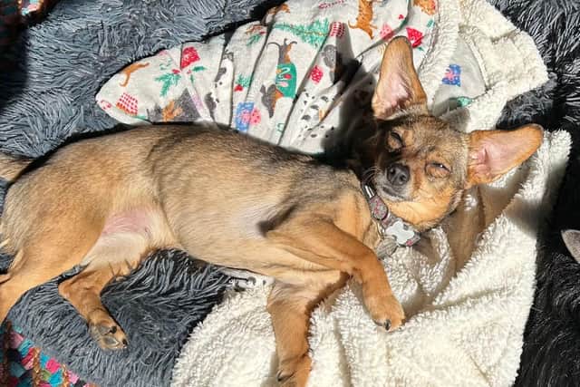Evelyn the dog got sick on her owners 40th birthday - Animal News Agency