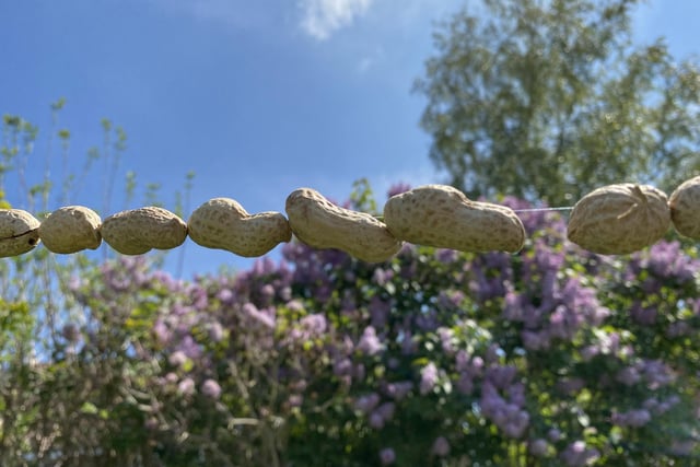 Dumbo's peanuts!