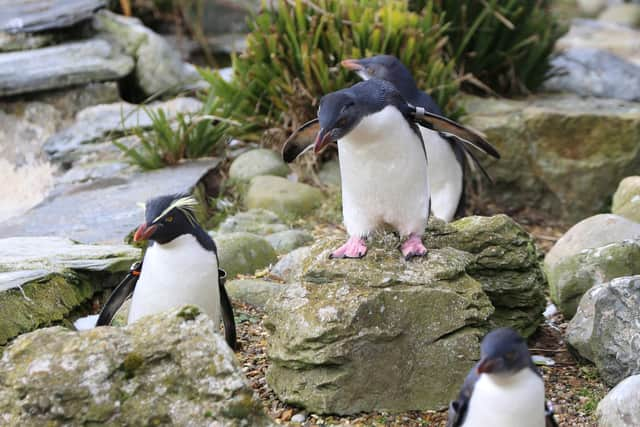 Rockhopper penguins (c)ZSL