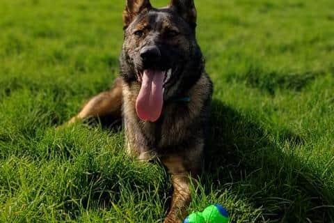 Athena is looking for a permanent home