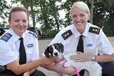 The RSPCA sees spike in cruelty during summer months with 103 reports in Buckinghamshire