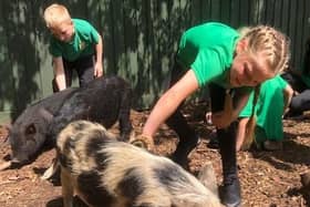 Children enjoying the Pigs For Schools scheme - Animal News Agency