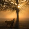 A man walks through fog as the sun rises.