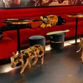 Bambi and Kingsley at the cinema - credit Kew Little Pigs/ Animal News Agency 