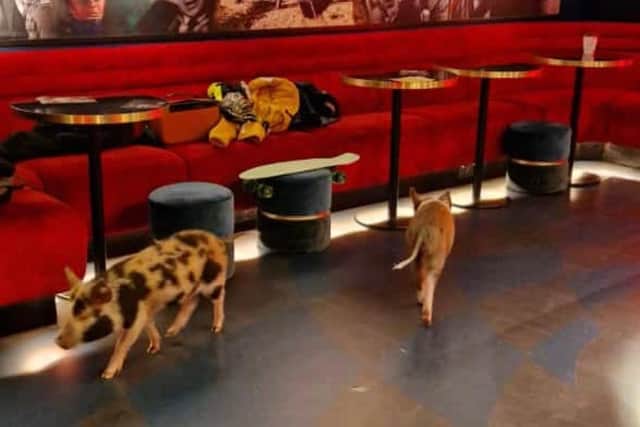 Bambi and Kingsley at the cinema - credit Kew Little Pigs/ Animal News Agency