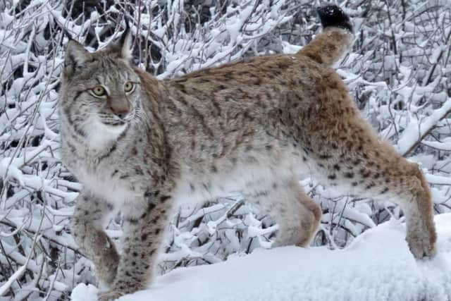 Eurasian lynx in the snow at Whipsnade