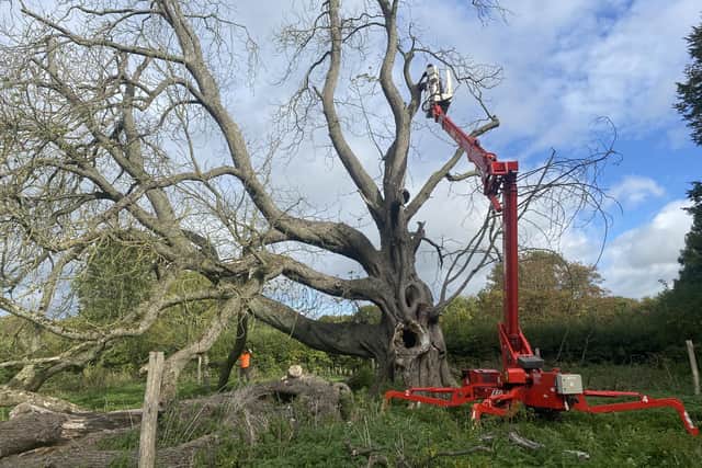 Work is carried out to thin out and prop up the tree's branches