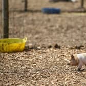 A cute piglet at the farm - June Essex/ Animal News Agency 