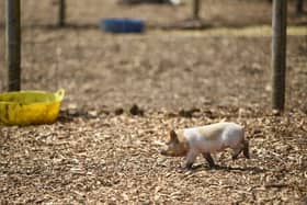 A cute piglet at the farm - June Essex/ Animal News Agency 