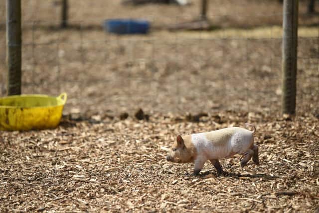 A cute piglet at the farm - June Essex/ Animal News Agency
