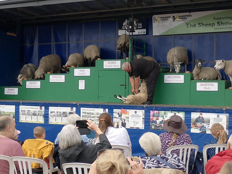 The Sheep Show