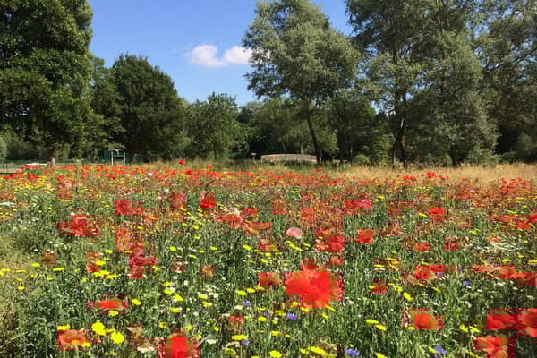Sea of poppies Bourton Park