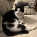 This cat has been missing for over two weeks