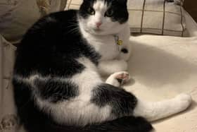 This cat has been missing for over two weeks