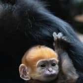 Baby François’ langur born at Whipsnade Zoo.