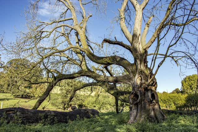 The Hughenden Champion horse chestnut tree