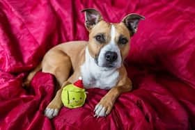 Pet neglect has increased across the county