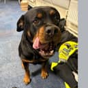 Police officers are searching for the owners of a friendly Rottweiler found in Aylesbury, who has made herself at home in their office. Photo: Thames Valley Police