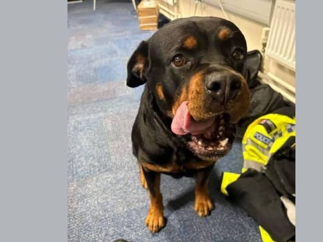 Police officers are searching for the owners of a friendly Rottweiler found in Aylesbury, who has made herself at home in their office. Photo: Thames Valley Police