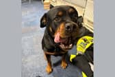 Police officers are searching for the owners of a friendly Rottweiler found in Aylesbury, who has made herself at home in their office. Photo: Thames Valley Police