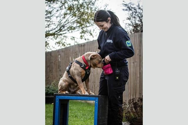 RSPCA says that Kali is a friendly, affectionate girl who loves spending time with her people.