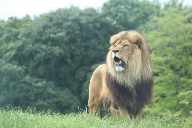 Khari, the magnificent African lion (c) ZSL