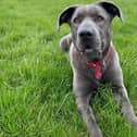 Bluey is now ready to be rehomed