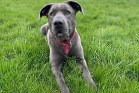 Bluey is now ready to be rehomed