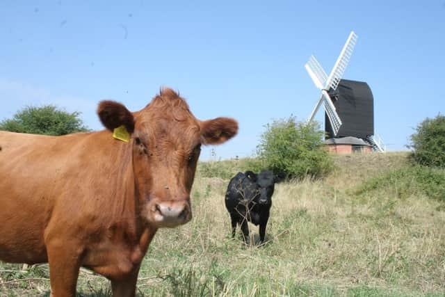 Some of the Dexter cows, photo from Roger Stone