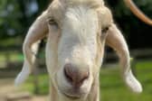 Skid the goat is the farm's road safety officer - Animal News Agency.