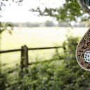 Bee home alongside Buckingham Canal