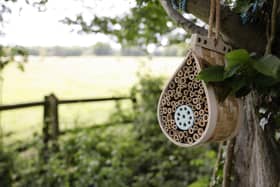 Bee home alongside Buckingham Canal