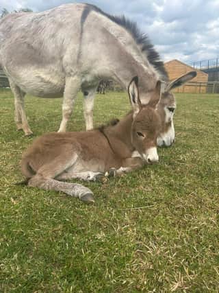 Miniature Mediterranean Donkey Acacia gave birth to Pistachio at the end of May at Odds Farm Park