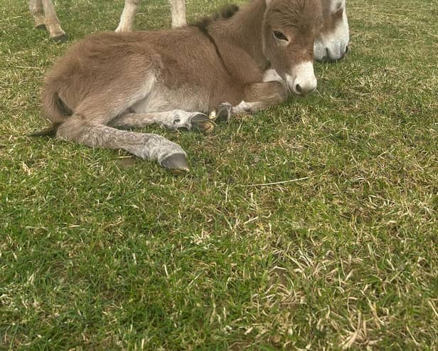 Miniature Mediterranean Donkey Acacia gave birth to Pistachio at the end of May at Odds Farm Park