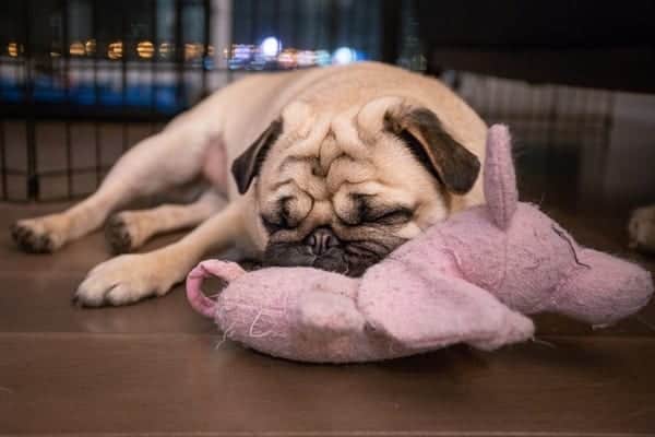 Your dog's favourite toy from home will bring them comfort in an unfamiliar environment (Photo: Shutterstock)