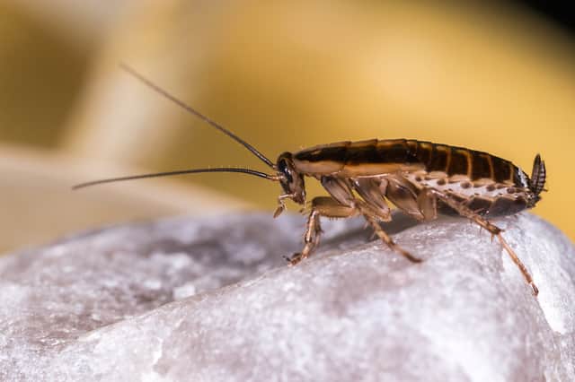 German cockroaches are one of the two main species found in the UK (Photo: Shutterstock)