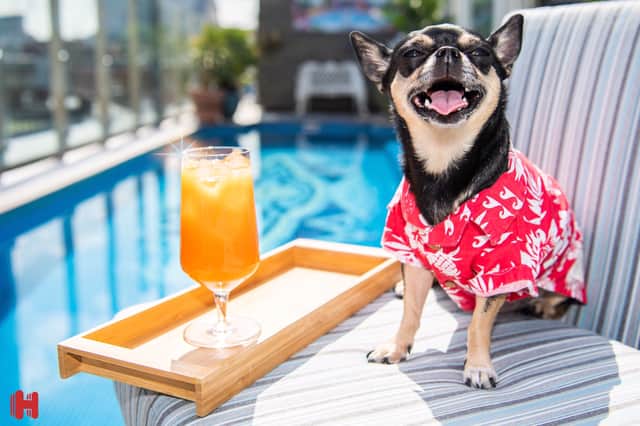 One lucky hound will get the chance to try out 10 of the world’s most dog-friendly hotels (Photo: SWNS)