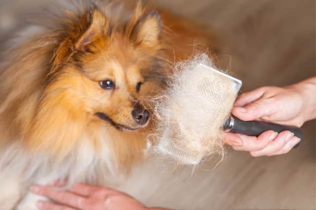 Dogs quite frequently shed fur, but it is usually hoovered up and thrown away without a second thought (Photo: Shutterstock)