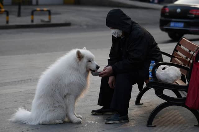 What you need to know about keeping your pets safe during the outbreak (Photo: GREG BAKER/AFP via Getty Images)