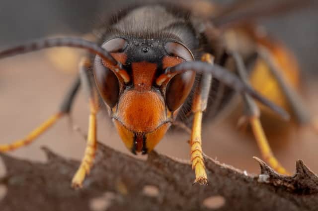 Reports of Asian hornets invading the UK during the summer have been common over the past few years, with media reports in recent weeks warning of ‘murder hornets’ potentially invading the UK (Photo: Shutterstock)