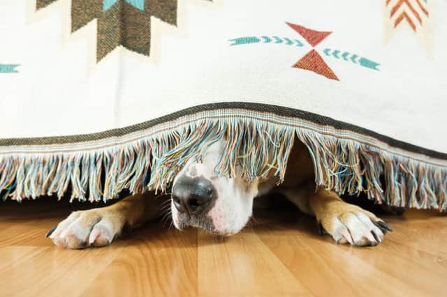 If you have pets, they may easily become scared by the loud noises and heavy rain (Photo: Shutterstock)