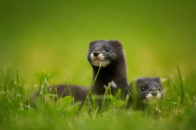 Nearly 100,000 mink are to be culled at a farm in Spain, after over three quarters of the animals tested positive for coronavirus, according to health authorities (Photo: Shutterstock)