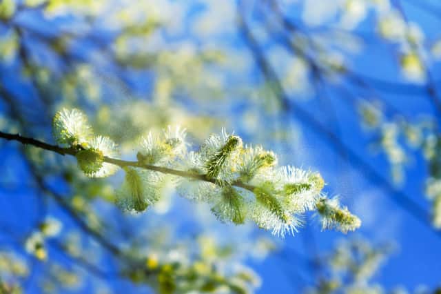 Unfortunately for sufferers of hay fever, the recent warm weather has brought with it an influx of pollen (Photo: Shutterstock)